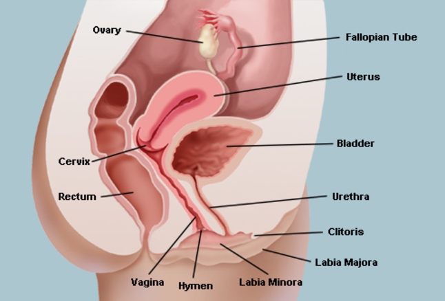 vaginal health diagram